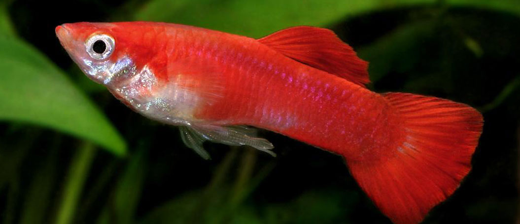 免费ddos平台攻击