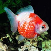 无缝切换备份的ddos攻击测试工具