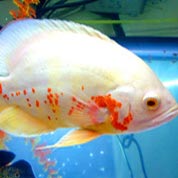 一站式管理的CC在线压力测试