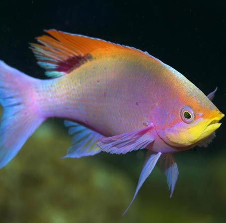 自动化工具的DDOS攻击测试